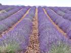 France, Provence. Lavender fields. Art Print